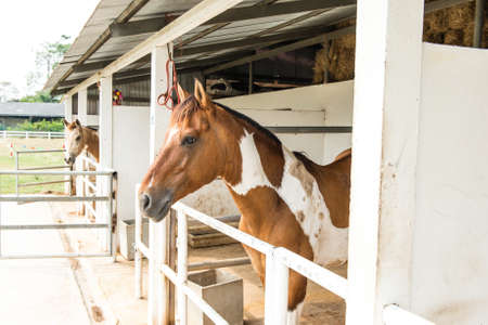 A small horse staple with two small horses, taken outdoor on a sunny dayの写真素材