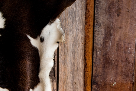 Cattle black and white skin texture on wooden background, take on a cloudy dayの写真素材
