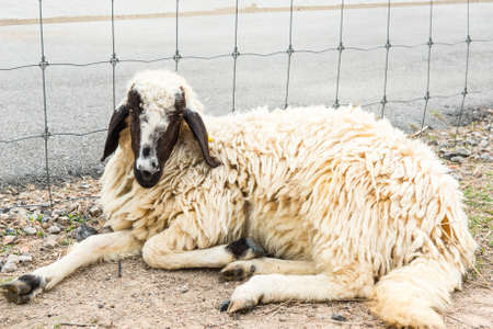 African white sheep laying on the ground and looking around, taken outdoor on a sunny afternoon