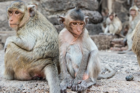 Thai asian wild monkey doing various activities, taken outdoor on a sunny dayの写真素材