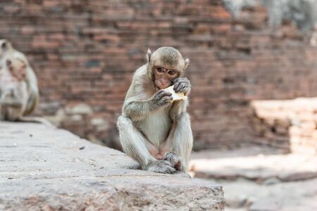 Thai asian wild monkey doing various activities, taken outdoor on a sunny dayの写真素材