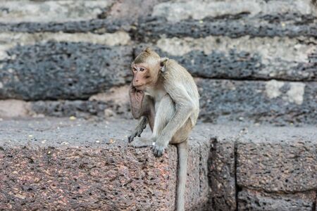 Thai asian wild monkey doing various activities, taken outdoor on a sunny dayの写真素材