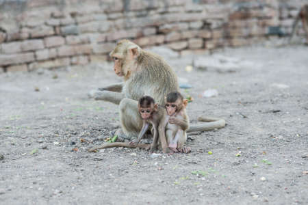 Thai asian wild monkey doing various activities, taken outdoor on a sunny dayの写真素材