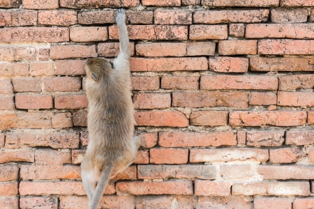 Thai asian wild monkey climbing on red brick wall, taken outdoor on a sunny dayの写真素材