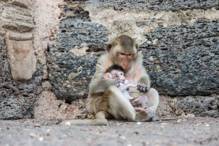 Thai asian wild monkey doing various activities, taken outdoor on a sunny dayの写真素材