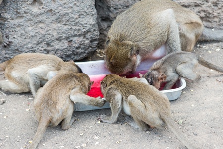 Thai asian wild monkey doing various activities, taken outdoor on a sunny dayの写真素材
