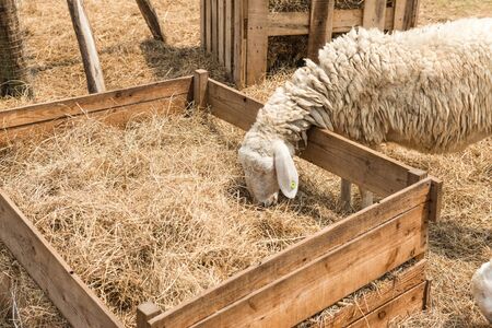 Sheep eating dry grass on a sunny day, in a local farmの写真素材