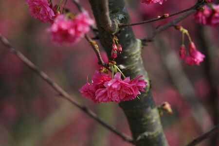 Sakura flowers in Taiwan.の写真素材