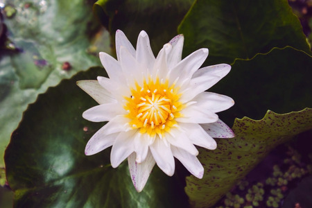 White Lotus