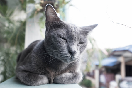 Sleeping Catの写真素材