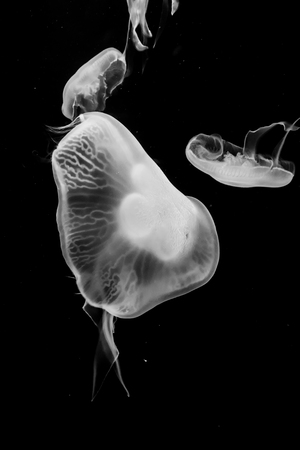 Jellyfishの写真素材
