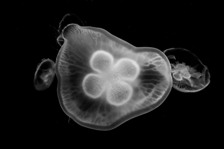 Jellyfishの写真素材