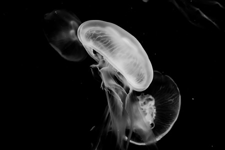 Jellyfishの写真素材