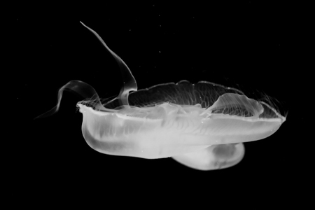 Jellyfishの写真素材