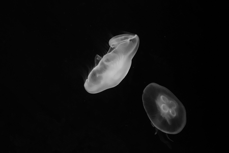 Jellyfishの写真素材