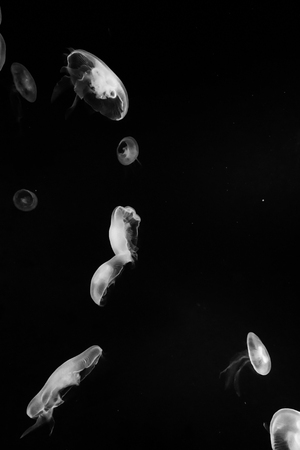 Jellyfishの写真素材