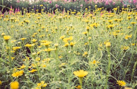 filed of yellow flower, soft focus vintage toneの写真素材