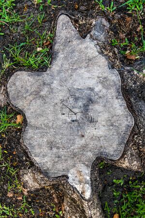 wood stumpの写真素材