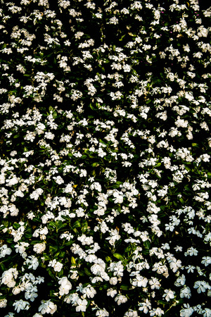 white flower fieldの写真素材