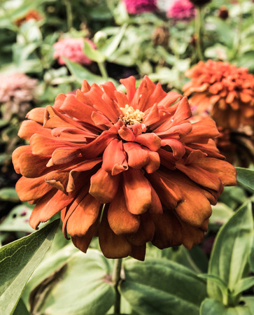 Orange flower classic toneの写真素材