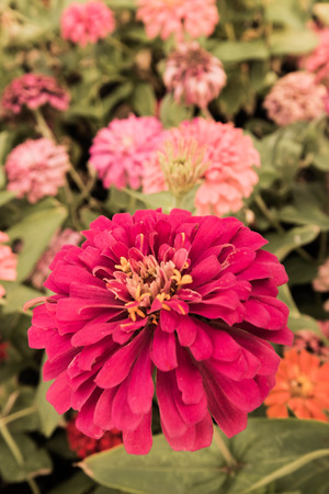 Violet pink flowerの写真素材