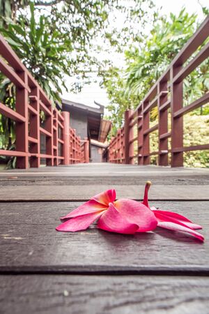 Plumeria on wood floorの写真素材