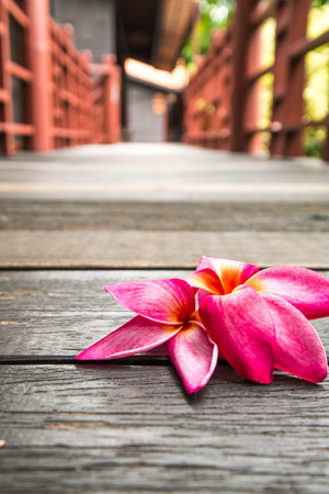 Plumeria on wood floorの写真素材