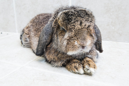 relaxing rabbitの写真素材