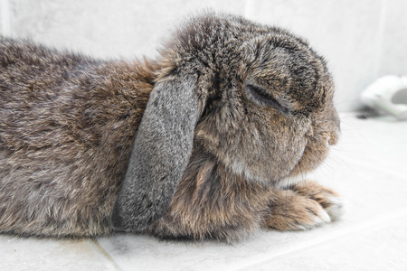 Senior brown rabbit  relaxingの写真素材