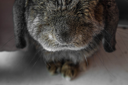 Senior rabbit. shallow depth of field focus on noseの写真素材