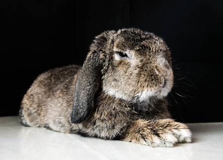 smart senior rabbitの写真素材