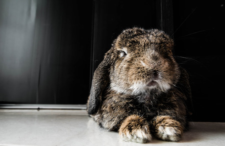 Senior smart rabbitの写真素材