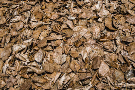 dry brown leaf ob groundの写真素材
