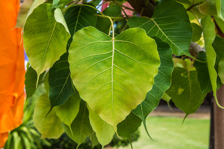 Bo leaf treeの写真素材