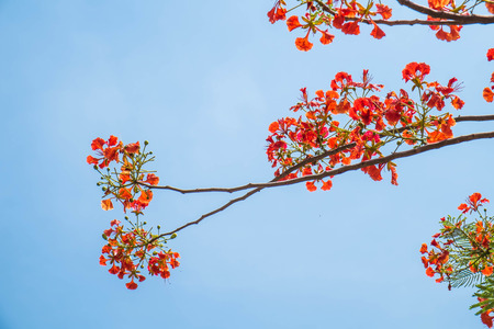 flame tree flowers on soft blue skyの写真素材