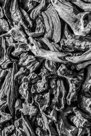 old decay wood logsの写真素材