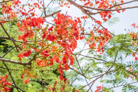 flame tree flowersの写真素材