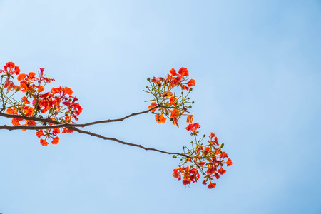 flame tree flower on blue skyの写真素材