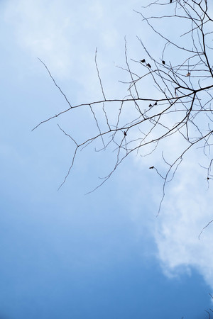 dried branch on the skyの写真素材