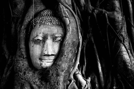 head of Buddha statue in tree rootsの写真素材