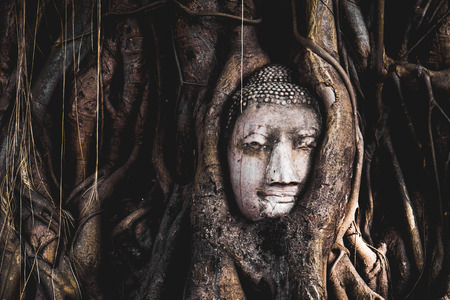 head of Buddha statue in tree rootsの写真素材