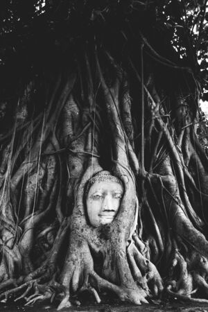 head of Buddha statue in tree rootsの写真素材