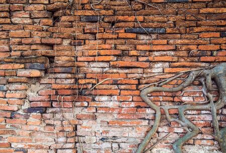 roots on brick wallの写真素材
