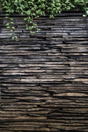 stone wall with plantの写真素材