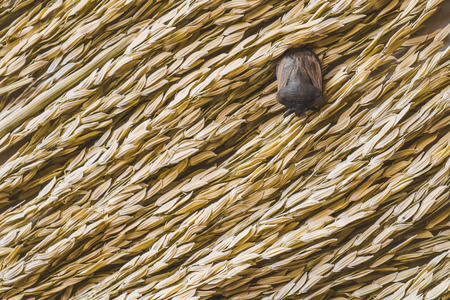 bug on ears of riceの写真素材