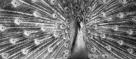 peacock black and whiteの写真素材