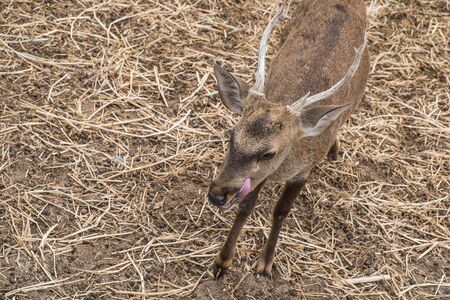 young deerの写真素材