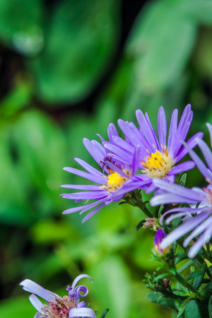 shallow depth of field violet flowersの写真素材