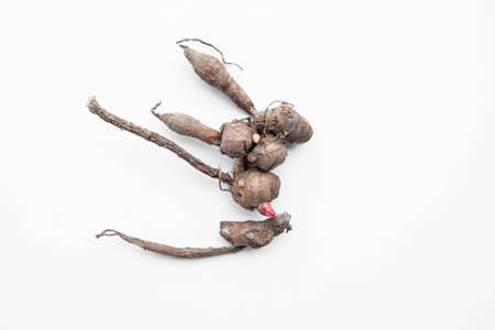 Raw finger root on white backgroundの写真素材