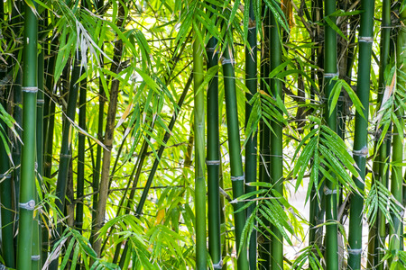 Bamboo forest backgroundの写真素材